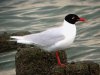 Mediterranean Gull at SOG Area (Steve Arlow) (81895 bytes)